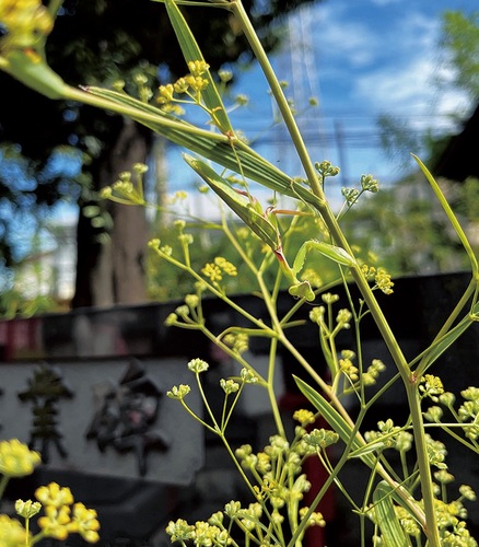 氷川神社で昨年咲いたミシマサイコ