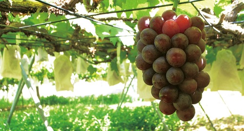 収穫の時を待ち甘みを増す藤稔