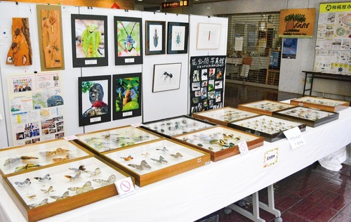 標本や写真などが並ぶ