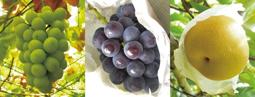 同園のブドウとナシ