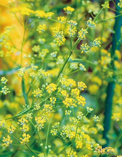 可憐な黄色い花が特徴のミシマサイコ