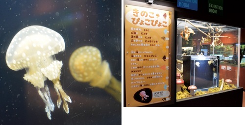 水中を軽やかに舞うタコクラゲ（左）とキノコに囲まれたマンスリー水槽（右）