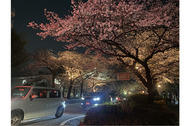 相模原市 市役所さくら通り 桜並木 照らし出す４月３日まで夜間ライトアップ