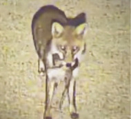 獲物をくわえて