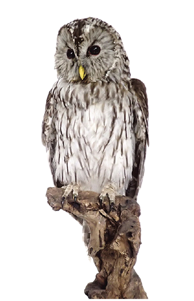 収蔵庫あっての博物館