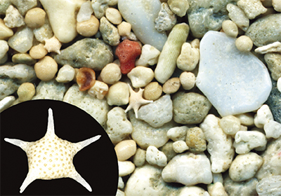 奥深き「砂の世界」