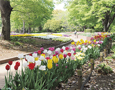 春を魅せる花々