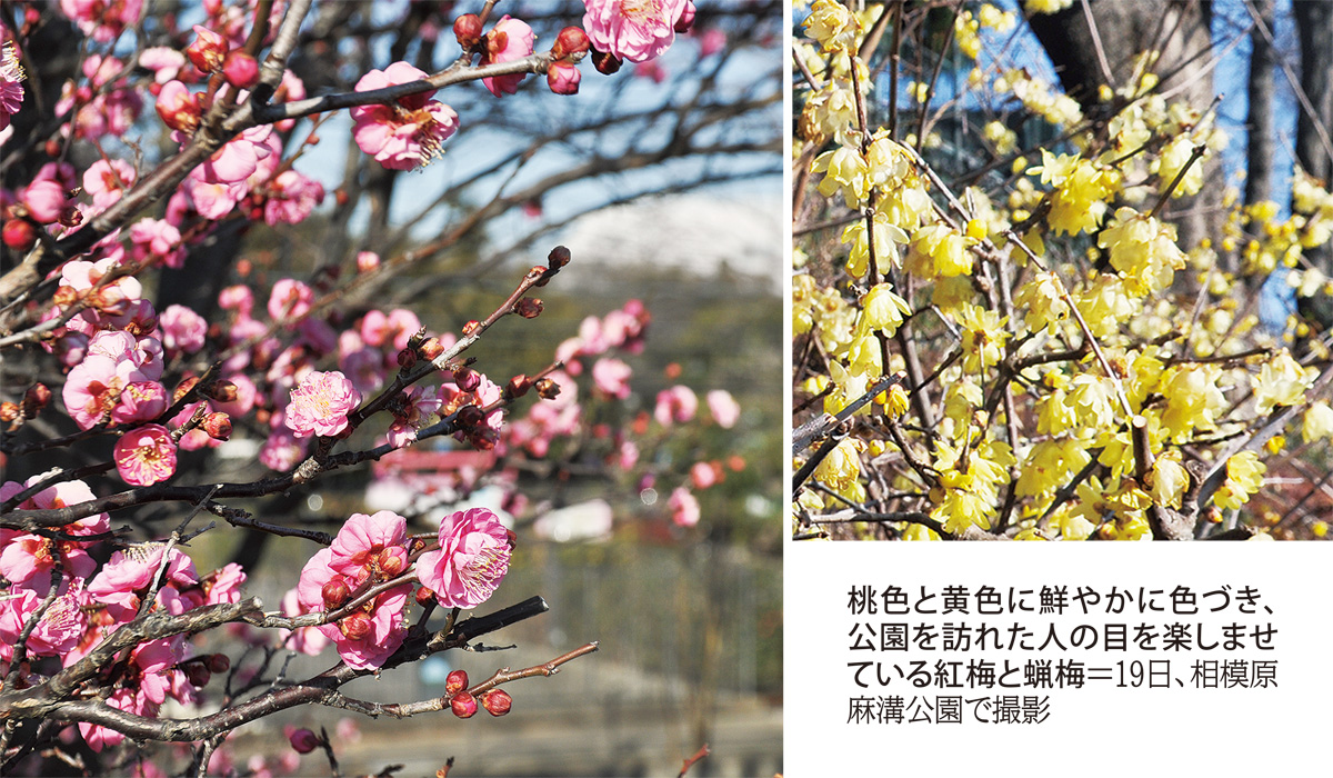 桃 と 黄 色づく 早春の便り 梅の花 麻溝公園で見ごろ さがみはら中央区 タウンニュース 桃 と 黄 色づく 早春の便り 梅の花 麻溝公園で見ごろ さがみはら中央区 タウンニュース