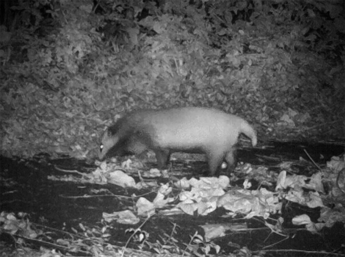 闇が保つ都市の生物多様性