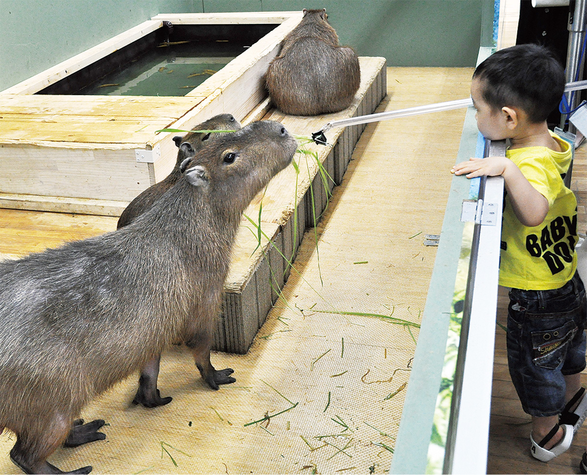 カピバラ親子と触れ合う