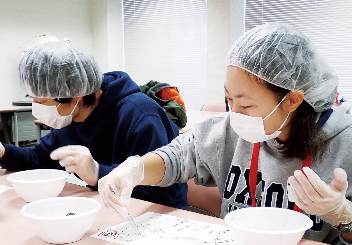 骨を取り出す様子＝麻布大学提供