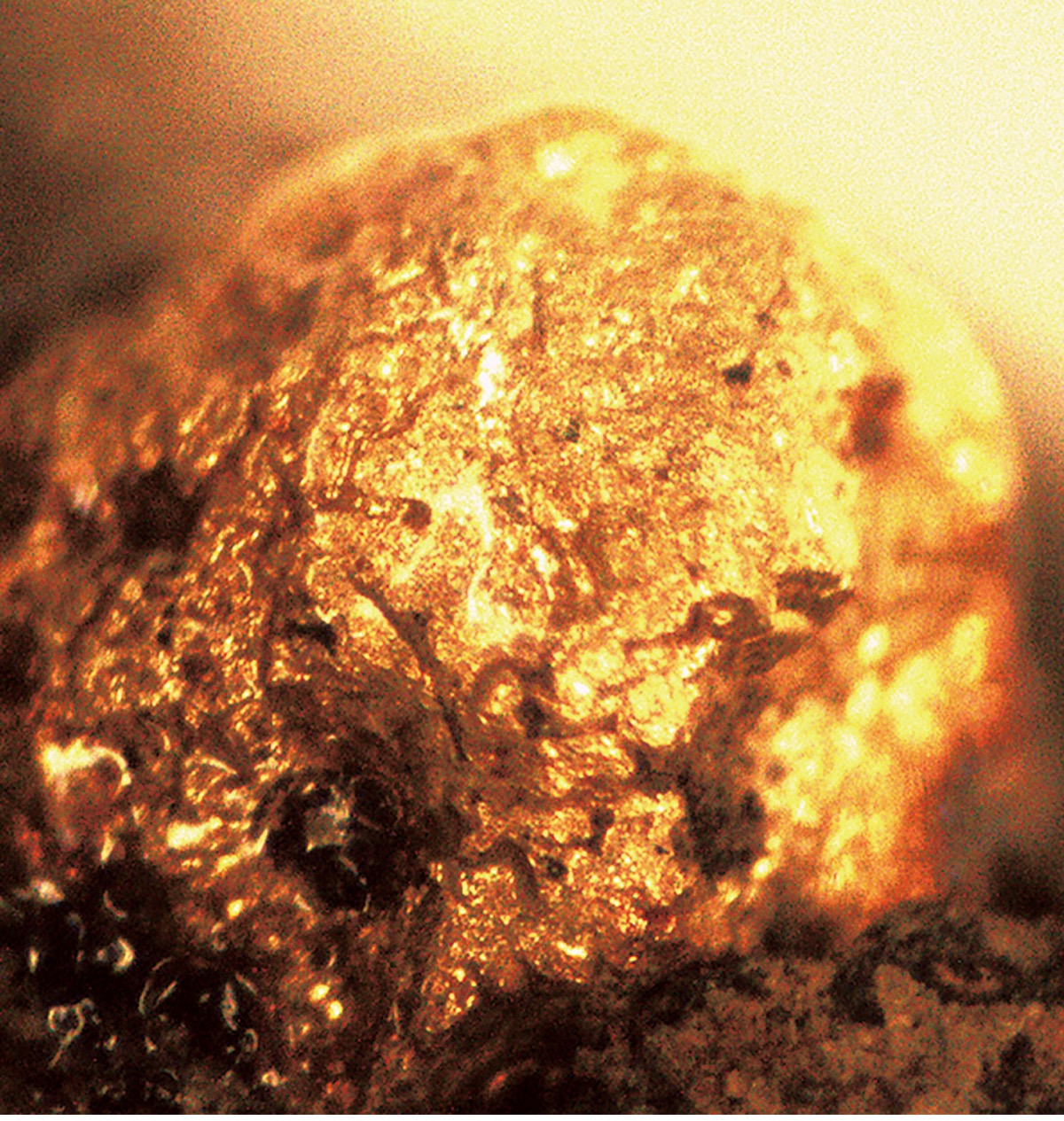 津久井城黄金伝説に迫る