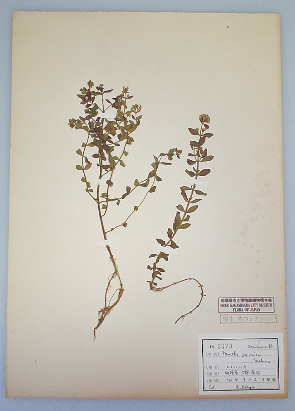 64年前の標本が問いかけること