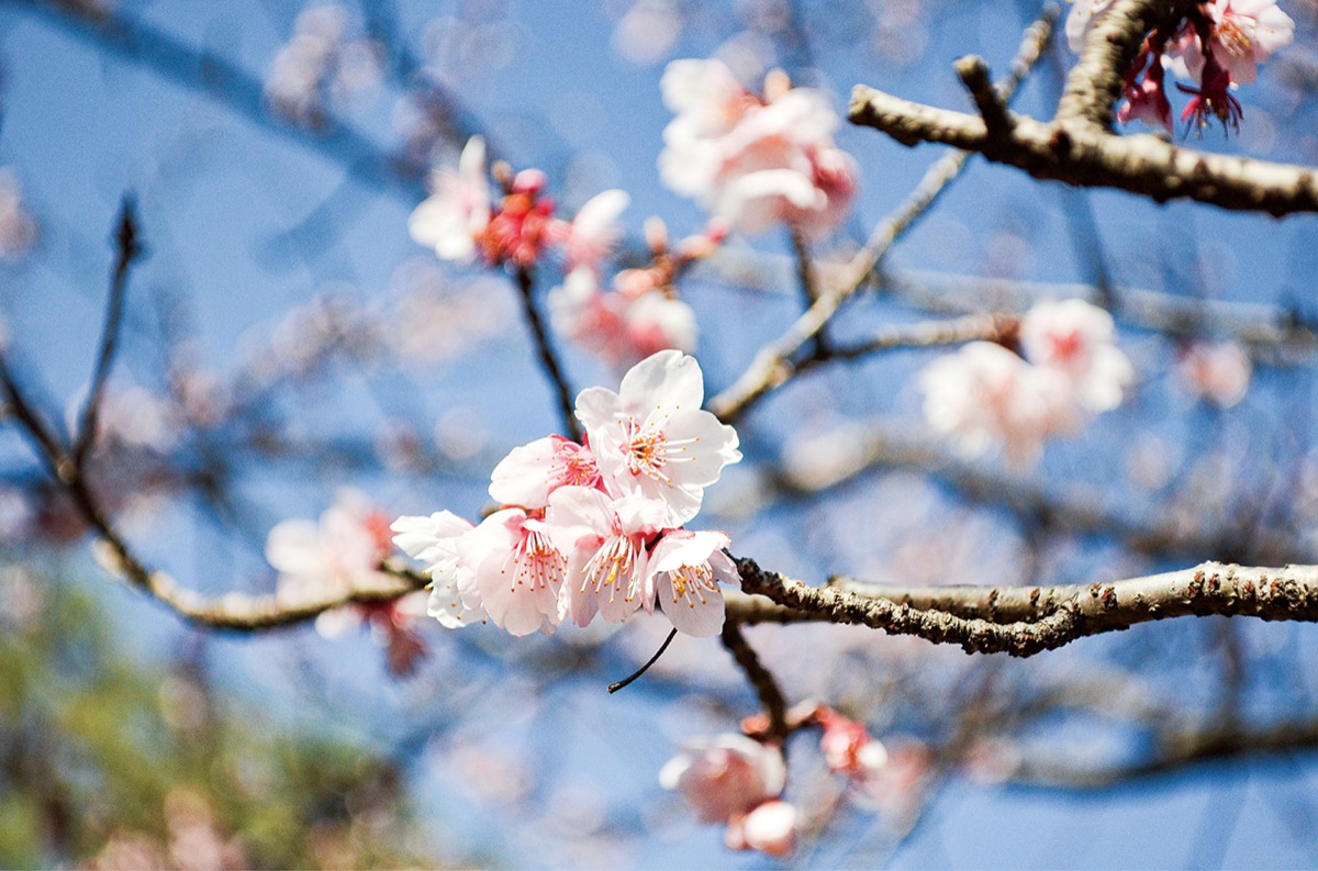 【Web限定記事】 冬に咲く「寒桜」 | さがみはら中央区 | タウンニュース