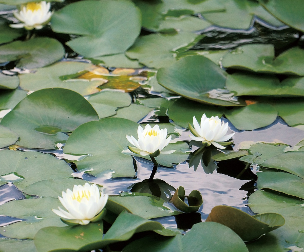水面からひょっこり (写真1)