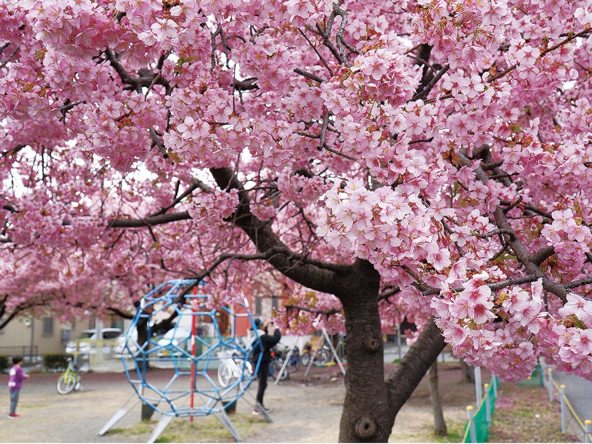 河津桜ひと足早く 並木4丁目 | さがみはら中央区 | タウンニュース