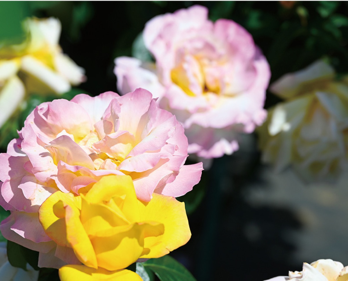 株）オハラ バラ園を一般公開 10月26日・27日 | さがみはら中央区