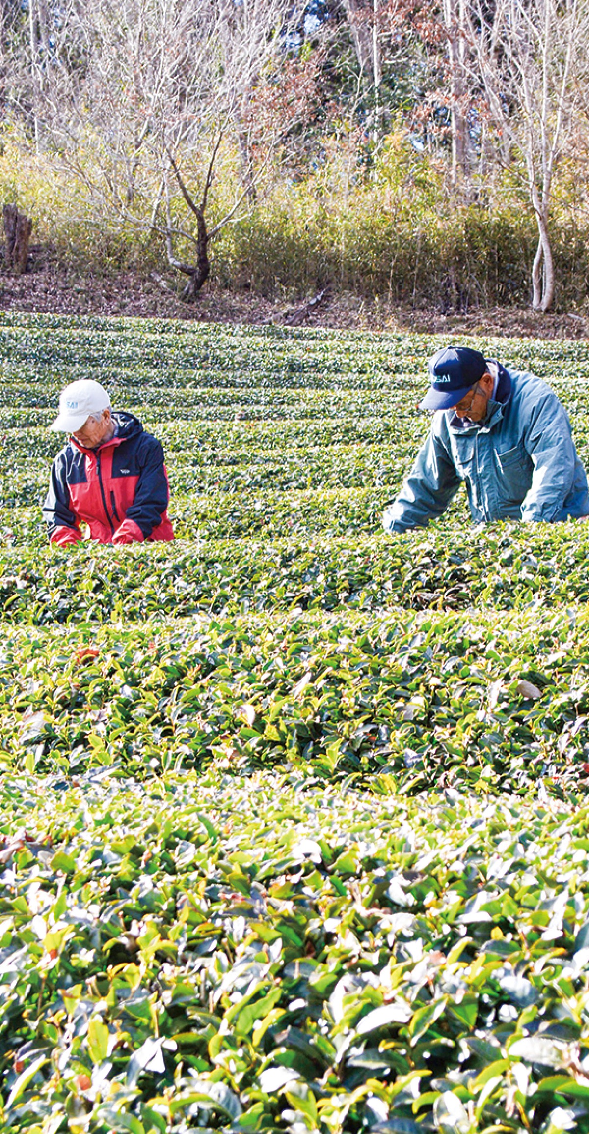 県品評会に市内４点入賞