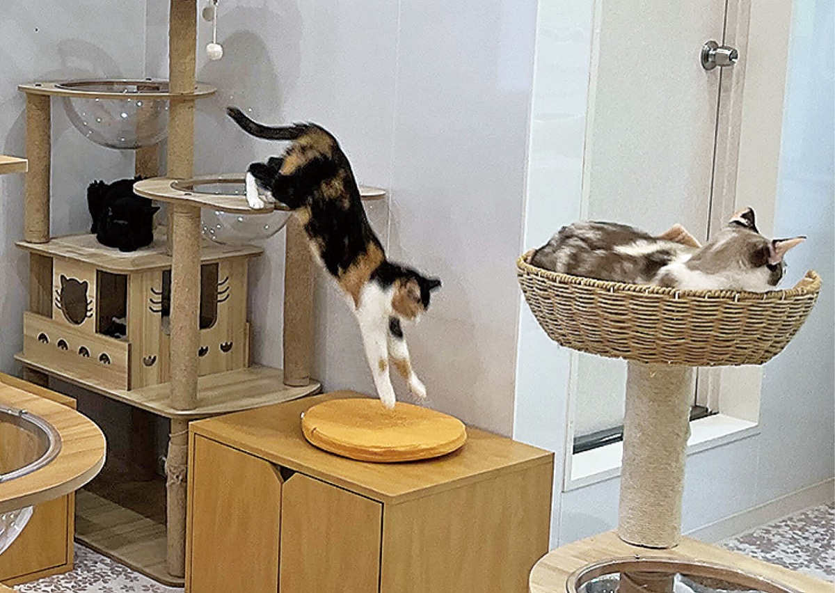 リニューアルオープン　特典実施中