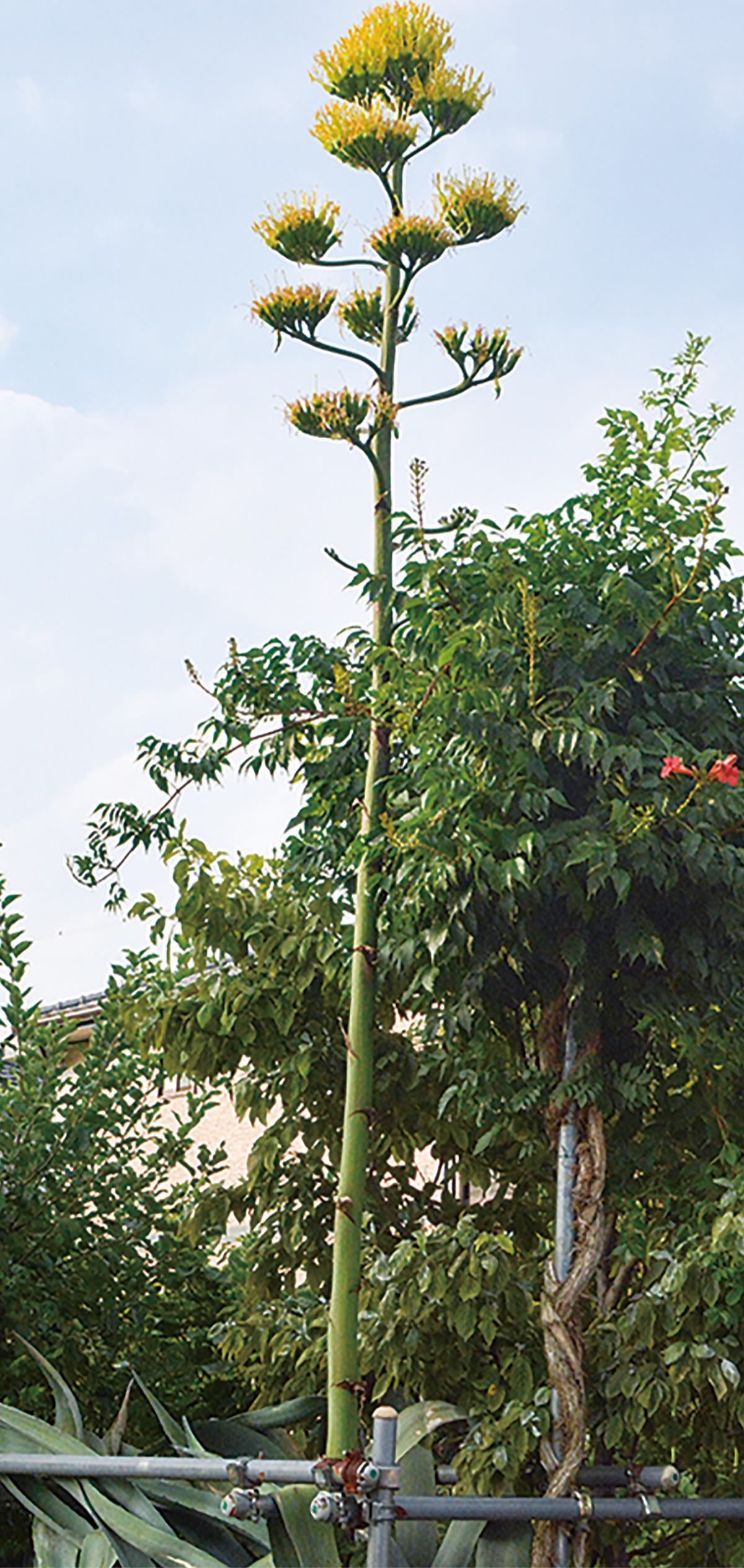 半世紀待ちわびた「昇竜」
