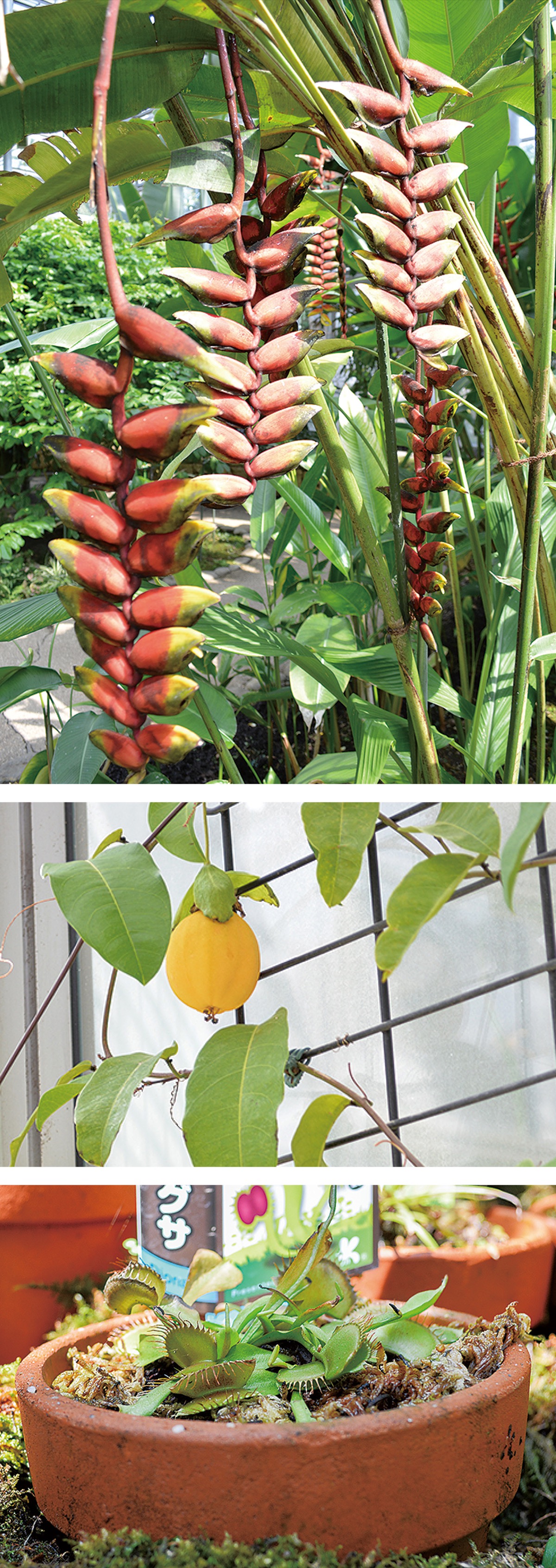 大温室で南国体験