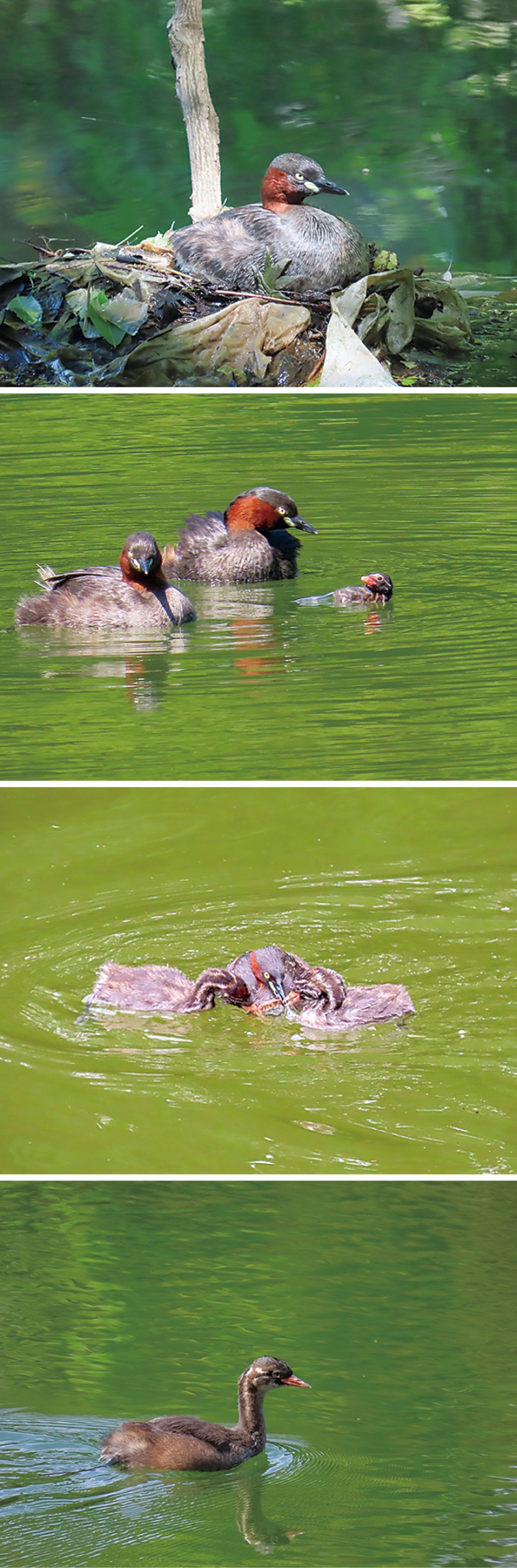 生き物写真賞で入選