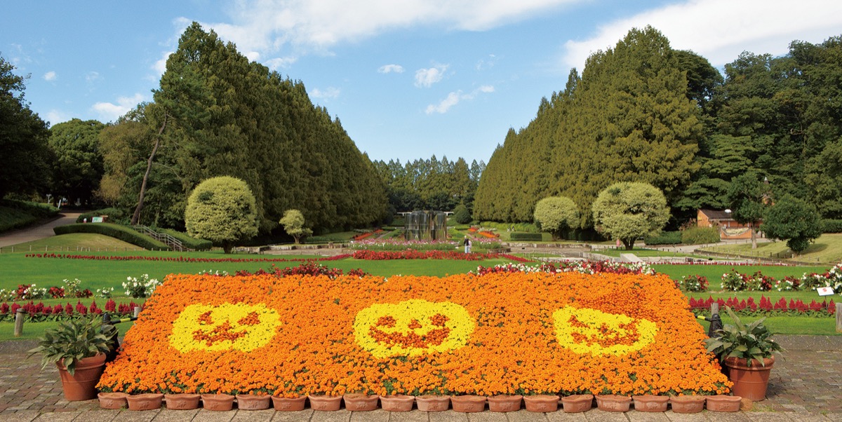 ハロウィン仕様に染まる花壇
