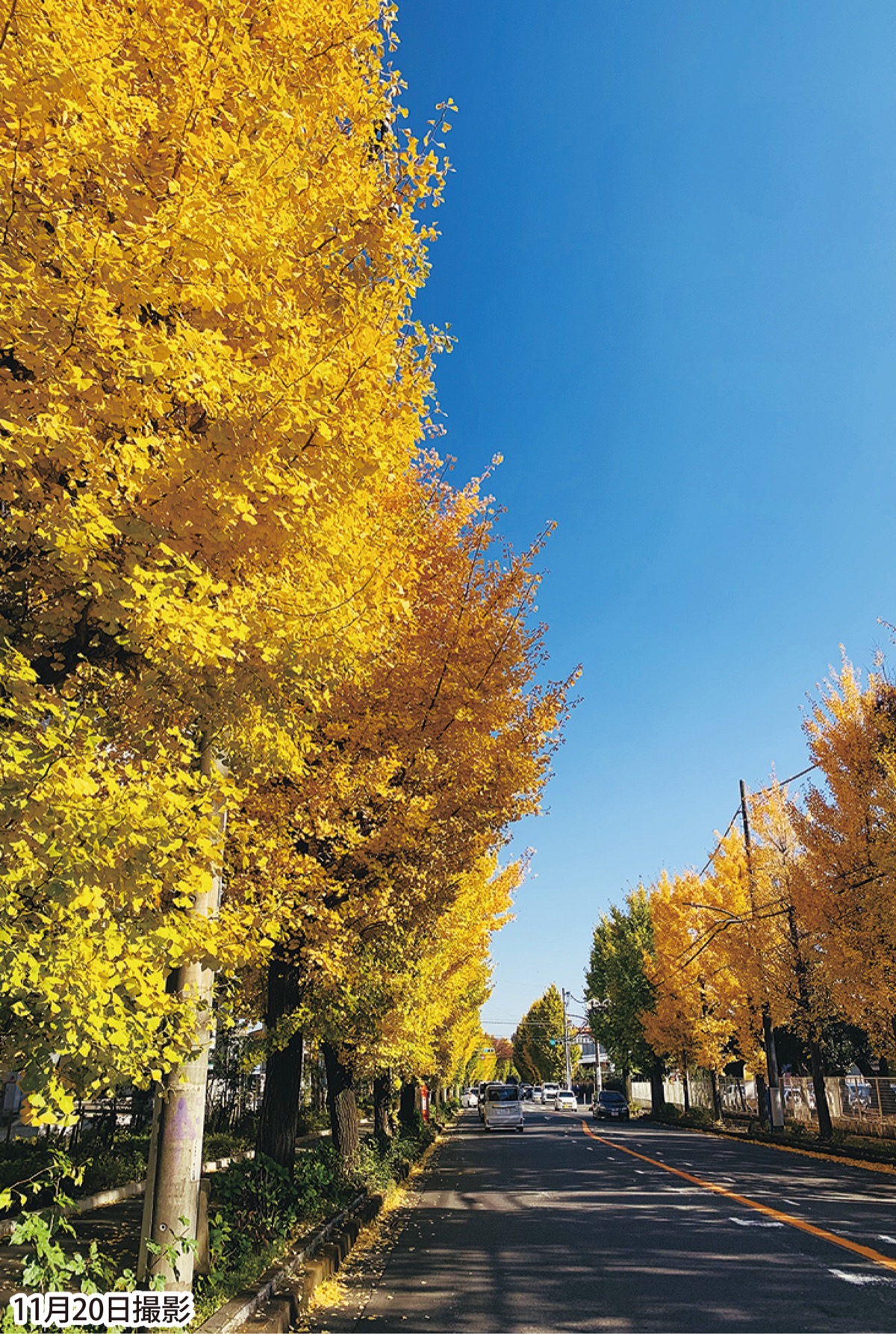 区内にも晩秋の便り