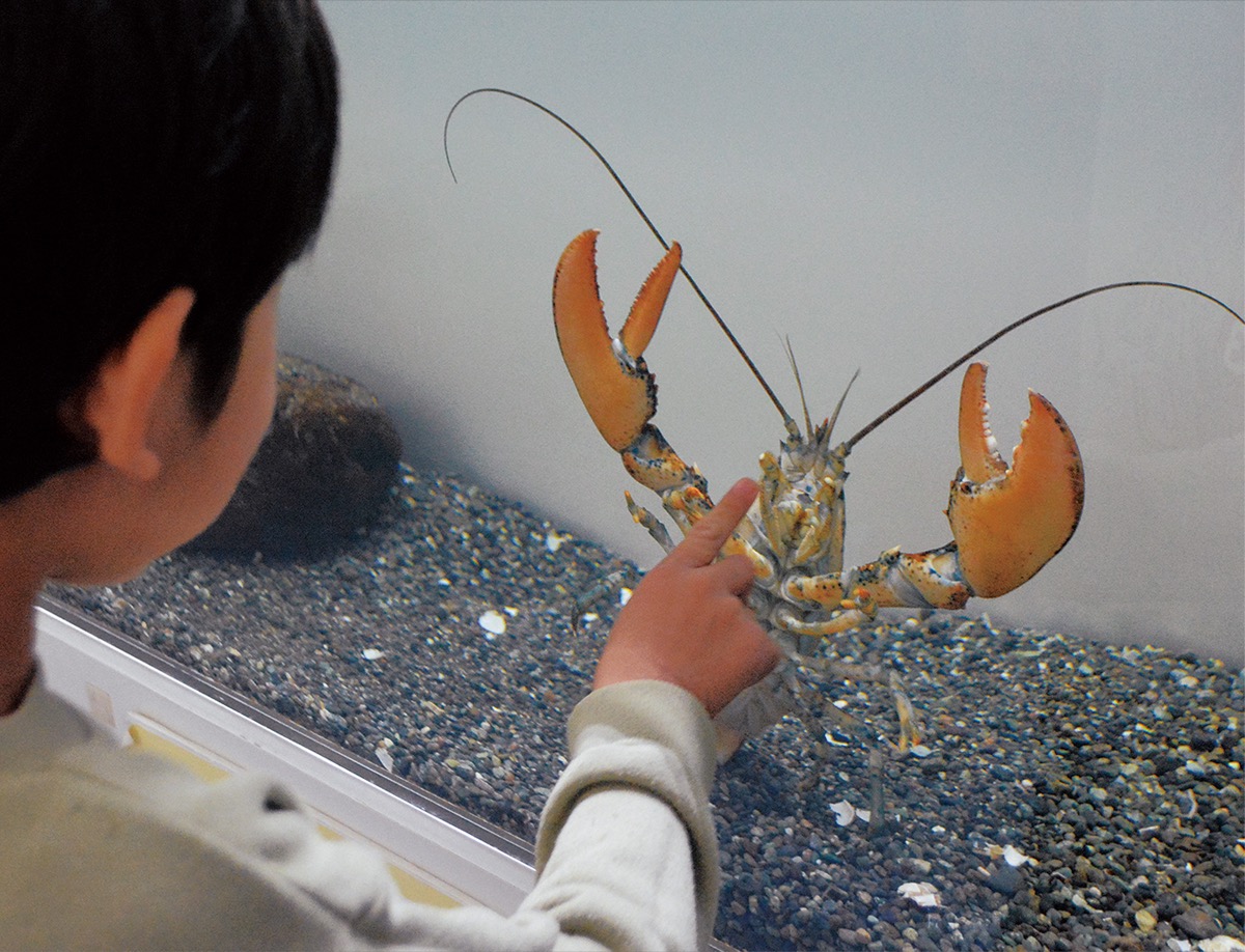 近づくと「くわっ」