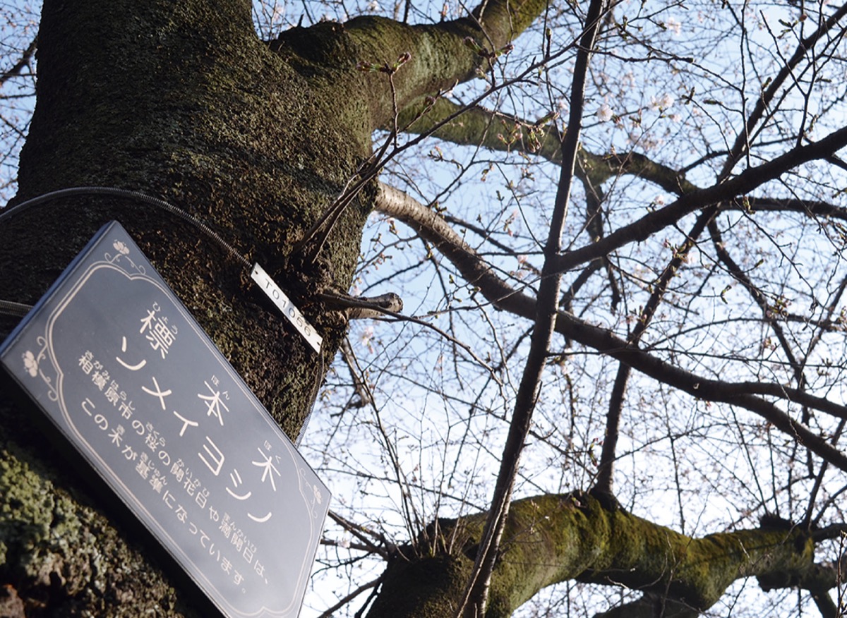 市役所さくら通りの標本木