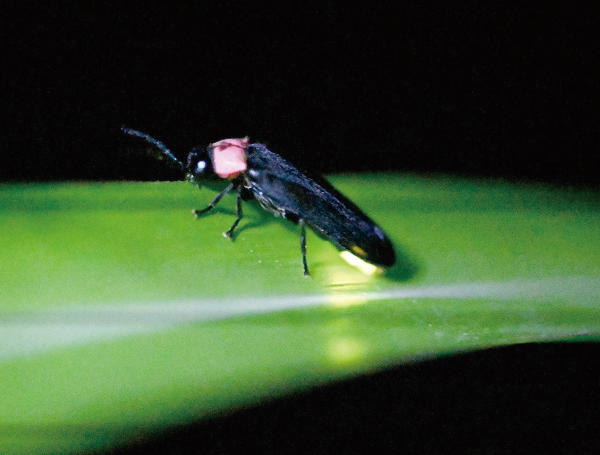 天然の「ゲンジボタル」