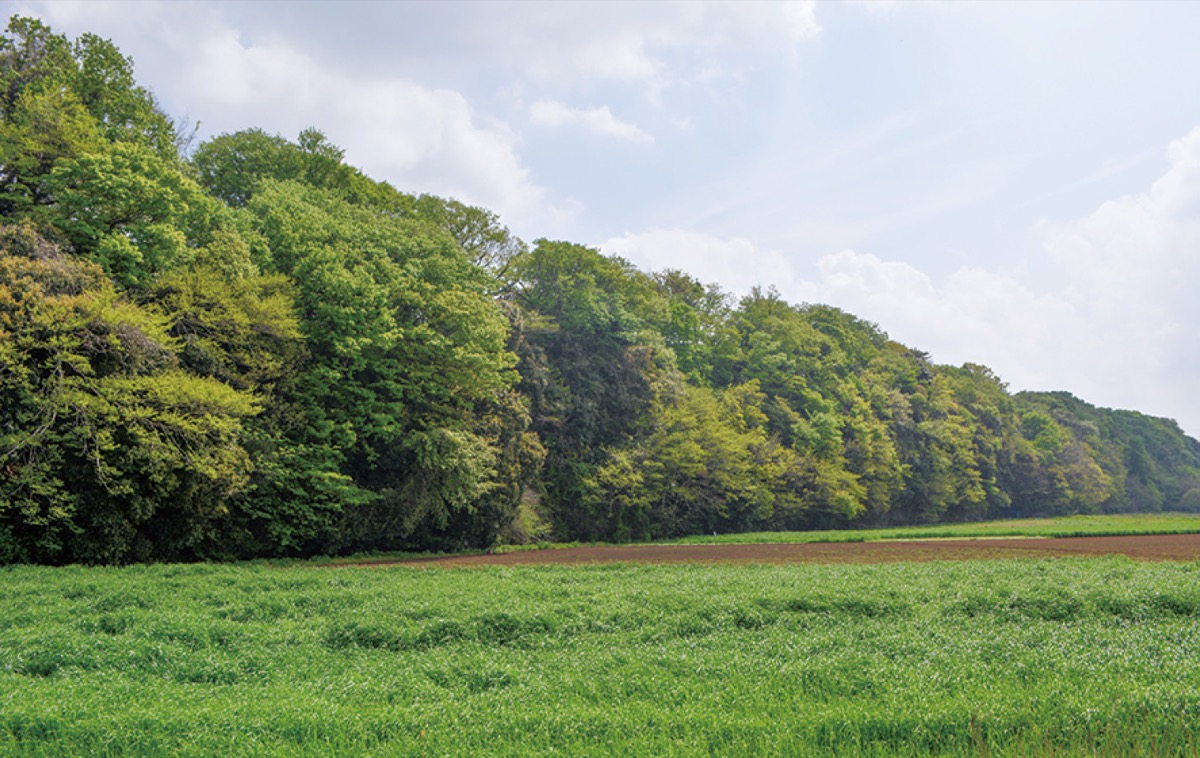 雑木林と田畑が広がる「望地」