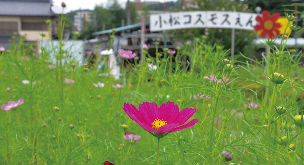 少しずつ開花し始めたコスモス(10月2日撮影)