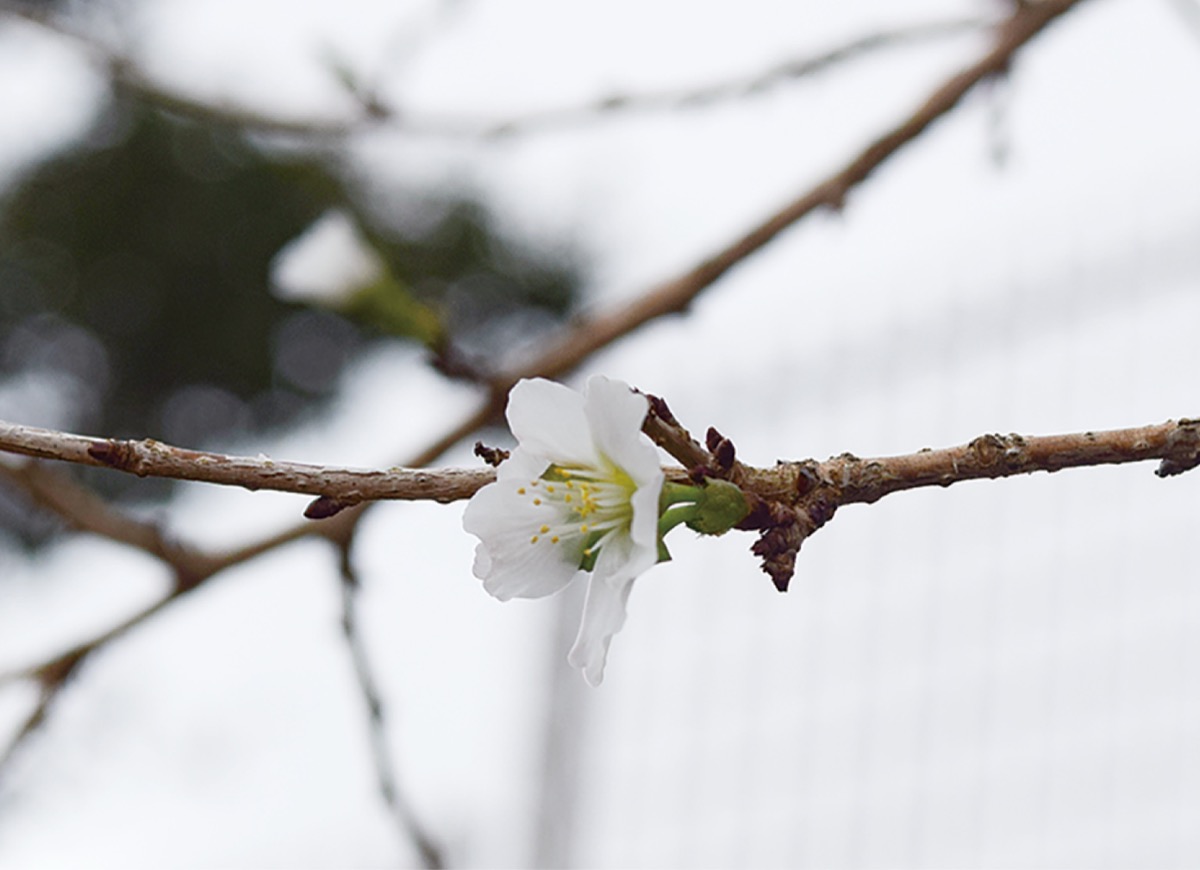 ポツポツと開花していたマメザクラ（10月２日撮影）