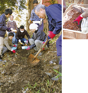 （上）土を掘り起こし容器に入れる社員ら、（右上）裏山で拾った白樫のどんぐり、（右下）写真左手前が白樫。常緑高木で20ｍほどになる