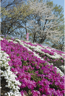 芝ざくらと桜によるピンクのグラデーション（４日撮影）