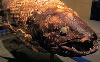 展示されるシーラカンス成魚の標本 ＝北里大学海洋生命科学部提供