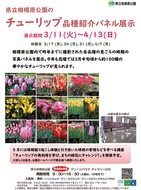 チューリップのパネル展