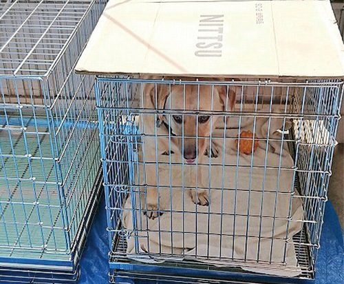 避難ケージに入る犬