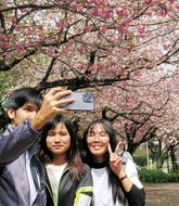 相模湖で桜を観賞