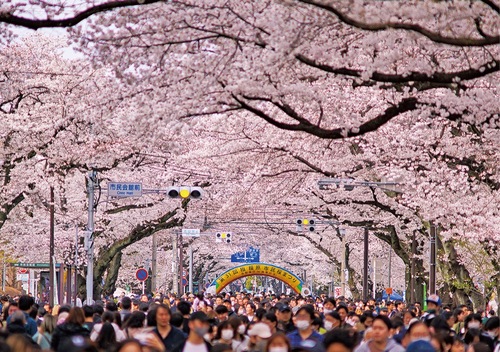 昨年の市民桜まつり