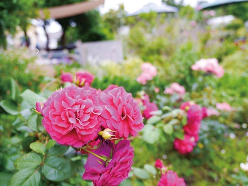 「たくさん」のバラの品種が植栽される農園