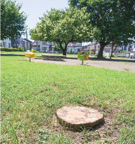 文京みどりの公園の伐採した樹木