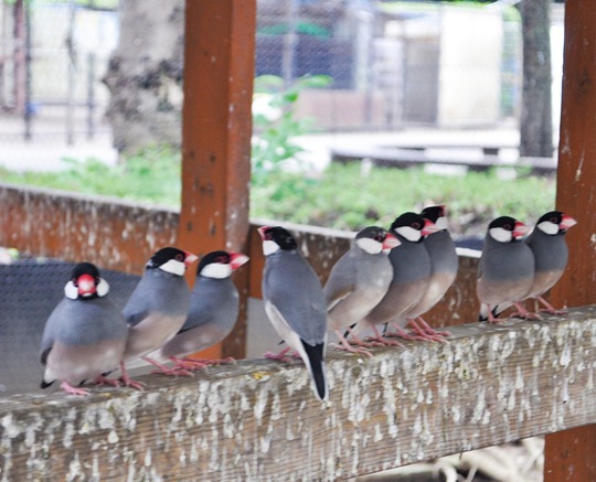 １００羽以上の文鳥を間近で見ることができる