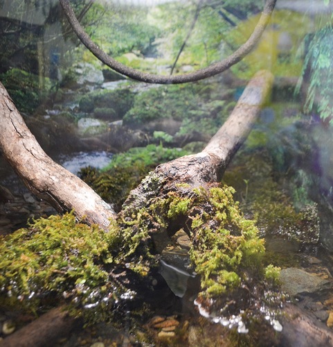 写真の中に３匹の「ベトナムコケガエル」がいる