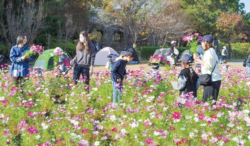 一面広がるコスモスを楽しむ参加者