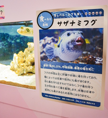 トレーディングカード風に生き物が紹介されている
