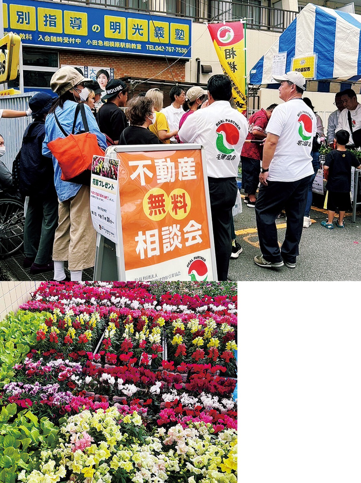 花苗１千鉢を無料配布