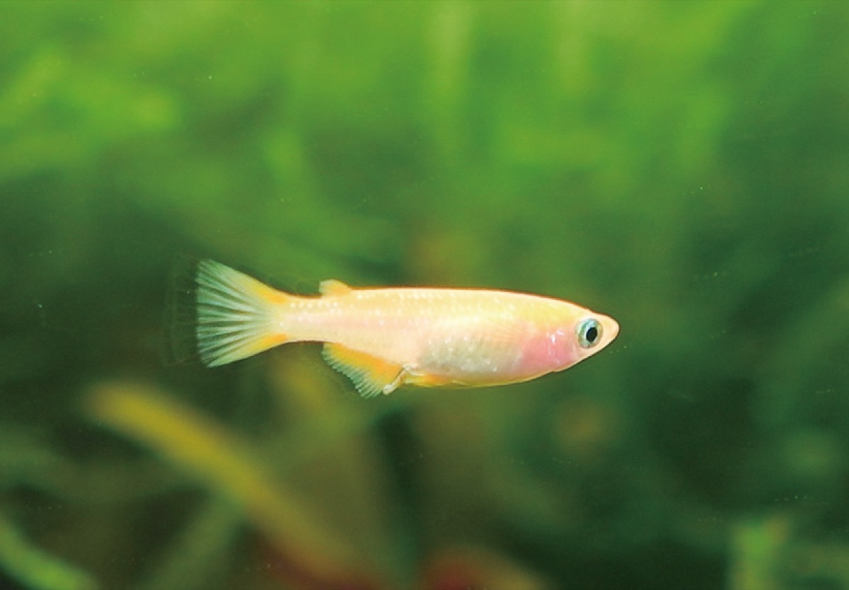 オダサガでメダフェス