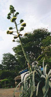 小倉に住む中川さん宅の竜舌蘭。植えてから約50年でようやく開花（８月17日撮影）